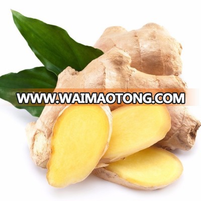 Chinese Wholesale Good Taste Healthy Lemon Ginger Tea in Chinese Factory Supply